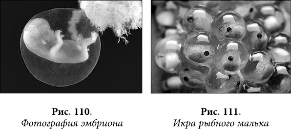 Иллюстрация к книге — Квантовая биомеханика тела. Методика оздоровления опорно-двигательного аппарата человека. Часть 1 [_90.jpg]