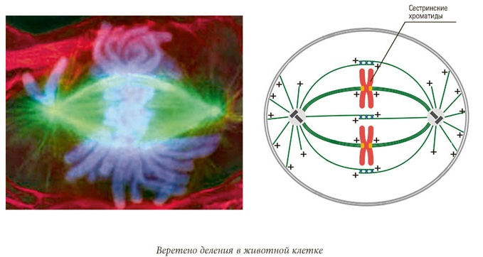 Иллюстрация к книге — Квантовая биомеханика тела. Методика оздоровления опорно-двигательного аппарата человека. Часть 1 [_99.jpg]