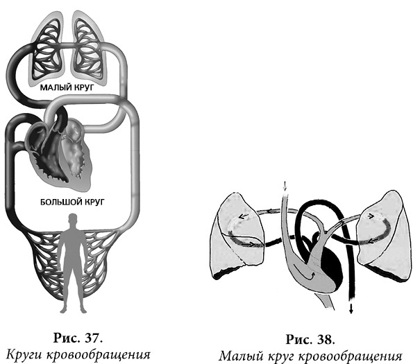 Иллюстрация к книге — Квантовая биомеханика тела. Методика оздоровления опорно-двигательного аппарата. Часть 2 [_30.jpg]
