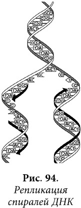 Иллюстрация к книге — Квантовая биомеханика тела. Методика оздоровления опорно-двигательного аппарата. Часть 2 [_77.jpg]