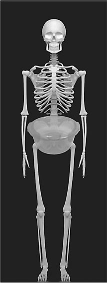 Иллюстрация к книге — Система Осьмионика. Самомоделирование осанки. Коррекция верхней половины тела [_10.jpg]