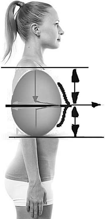 Иллюстрация к книге — Система Осьмионика. Самомоделирование осанки. Коррекция верхней половины тела [_27.jpg]
