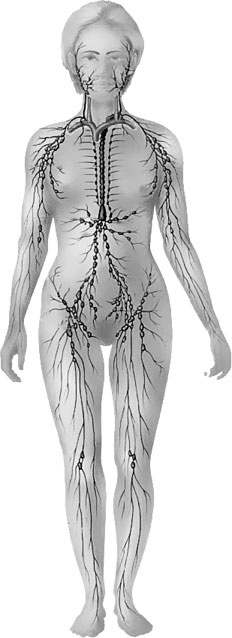 Иллюстрация к книге — Система Осьмионика. Самомоделирование осанки. Коррекция верхней половины тела [_28.jpg]