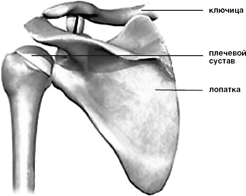 Иллюстрация к книге — Система Осьмионика. Самомоделирование осанки. Коррекция верхней половины тела [_34.jpg]