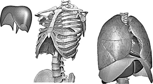 Иллюстрация к книге — Система Осьмионика. Самомоделирование осанки. Коррекция верхней половины тела [_37.jpg]