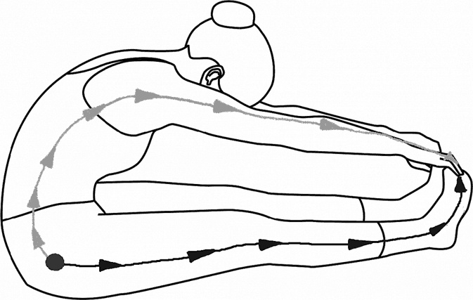 Иллюстрация к книге — Система Осьмионика. Самомоделирование осанки. Коррекция верхней половины тела [_89.jpg]