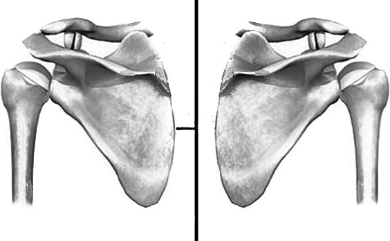 Иллюстрация к книге — Система Осьмионика. Самомоделирование осанки. Коррекция верхней половины тела [_93.jpg]