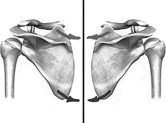 Иллюстрация к книге — Система Осьмионика. Самомоделирование осанки. Коррекция верхней половины тела [_96.jpg]