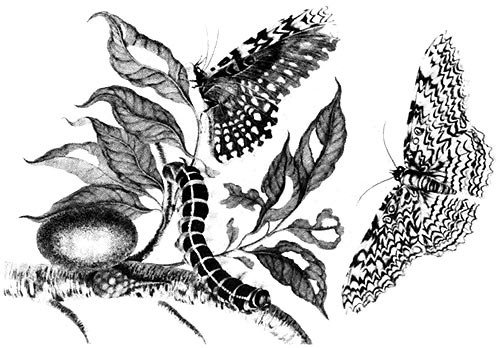 Иллюстрация к книге — Время. Ритмы и паузы [i_103.jpg]