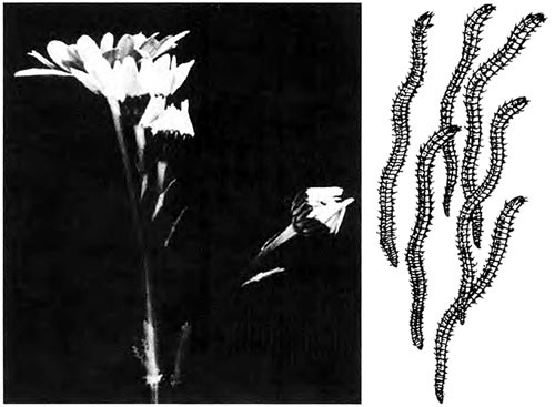 Иллюстрация к книге — Время. Ритмы и паузы [i_109.jpg]