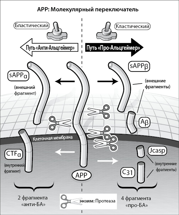 Иллюстрация к книге — Нестареющий мозг [i_007.jpg]