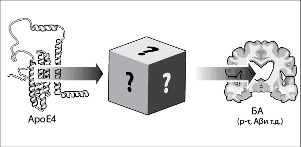 Иллюстрация к книге — Нестареющий мозг [i_012.jpg]