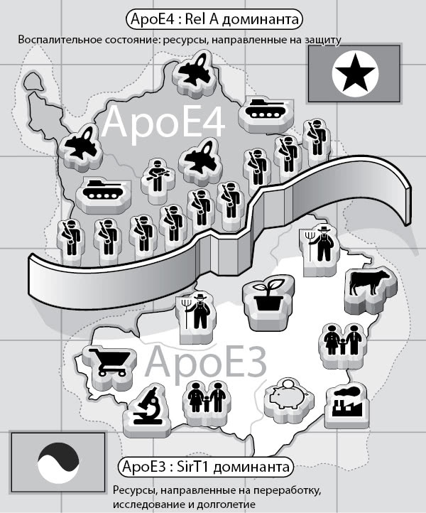 Иллюстрация к книге — Нестареющий мозг [i_013.jpg]