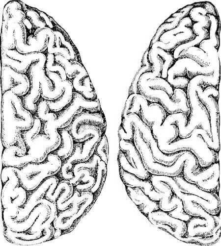 Иллюстрация к книге — Генетика на завтрак. Научные лайфхаки для повседневной жизни [i_039.jpg]