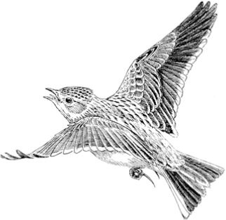 Иллюстрация к книге — Алый. С вопросами и ответами для почемучек [i_004.jpg]