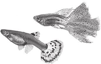 Иллюстрация к книге — Алый. С вопросами и ответами для почемучек [i_006.jpg]