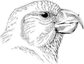 Иллюстрация к книге — Алый. С вопросами и ответами для почемучек [i_009.jpg]