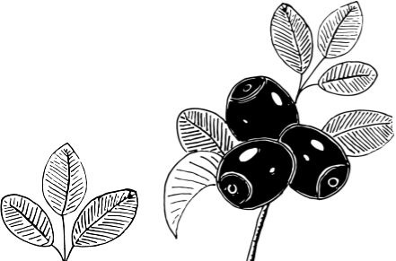 Иллюстрация к книге — Алый. С вопросами и ответами для почемучек [i_013.jpg]