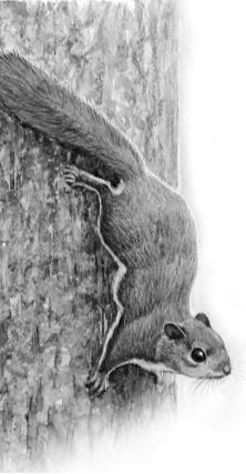 Иллюстрация к книге — Алый. С вопросами и ответами для почемучек [i_015.jpg]