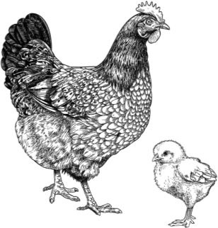 Иллюстрация к книге — Алый. С вопросами и ответами для почемучек [i_020.jpg]