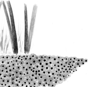 Иллюстрация к книге — Алый. С вопросами и ответами для почемучек [i_022.jpg]