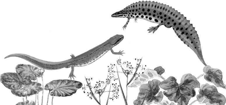 Иллюстрация к книге — Алый. С вопросами и ответами для почемучек [i_024.jpg]