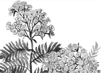 Иллюстрация к книге — Алый. С вопросами и ответами для почемучек [i_025.jpg]