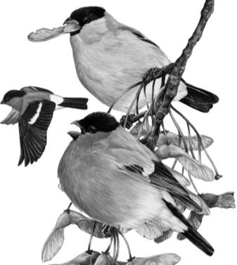 Иллюстрация к книге — Алый. С вопросами и ответами для почемучек [i_026.jpg]