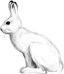 Иллюстрация к книге — Алый. С вопросами и ответами для почемучек [i_034.jpg]