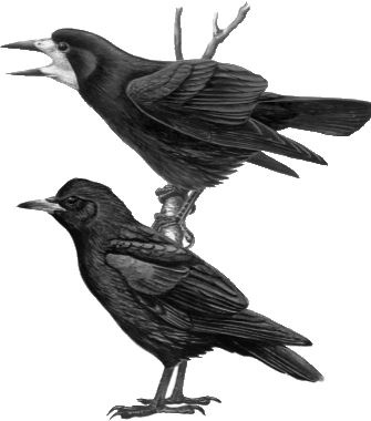 Иллюстрация к книге — Алый. С вопросами и ответами для почемучек [i_036.jpg]