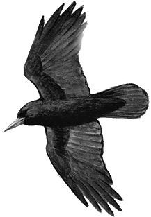 Иллюстрация к книге — Алый. С вопросами и ответами для почемучек [i_037.jpg]