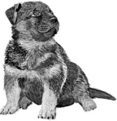 Иллюстрация к книге — Алый. С вопросами и ответами для почемучек [i_045.jpg]