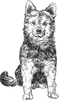 Иллюстрация к книге — Алый. С вопросами и ответами для почемучек [i_046.jpg]