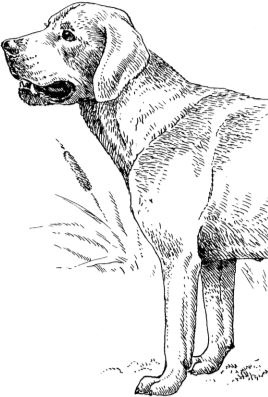 Иллюстрация к книге — Алый. С вопросами и ответами для почемучек [i_047.jpg]