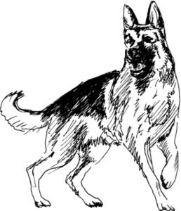 Иллюстрация к книге — Алый. С вопросами и ответами для почемучек [i_050.jpg]