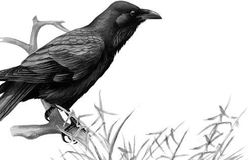 Иллюстрация к книге — Алый. С вопросами и ответами для почемучек [i_055.jpg]