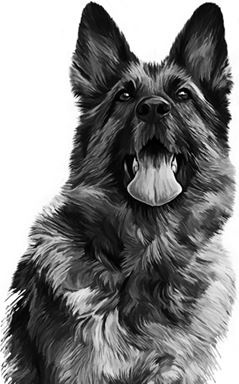 Иллюстрация к книге — Алый. С вопросами и ответами для почемучек [i_056.jpg]