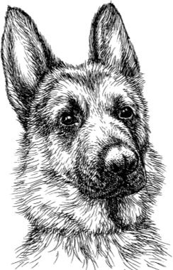 Иллюстрация к книге — Алый. С вопросами и ответами для почемучек [i_058.jpg]