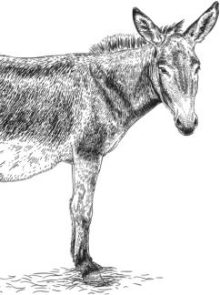 Иллюстрация к книге — Алый. С вопросами и ответами для почемучек [i_067.jpg]