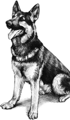 Иллюстрация к книге — Алый. С вопросами и ответами для почемучек [i_078.jpg]