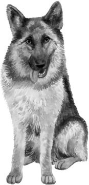 Иллюстрация к книге — Алый. С вопросами и ответами для почемучек [i_081.jpg]