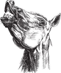 Иллюстрация к книге — Алый. С вопросами и ответами для почемучек [i_090.jpg]