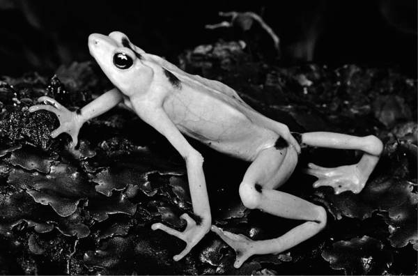 Иллюстрация к книге — Шестое вымирание [i_002.jpg]