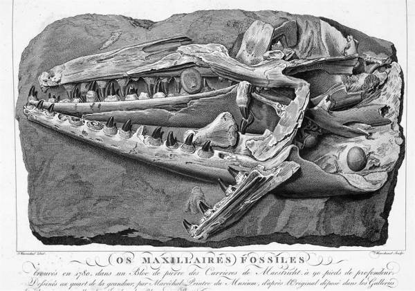 Иллюстрация к книге — Шестое вымирание [i_007.jpg]