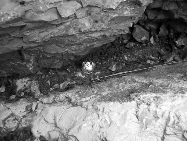 Иллюстрация к книге — Шестое вымирание [i_012.jpg]