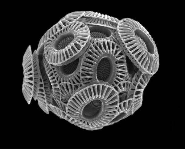 Иллюстрация к книге — Шестое вымирание [i_022.jpg]