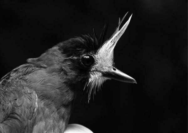 Иллюстрация к книге — Шестое вымирание [i_032.jpg]