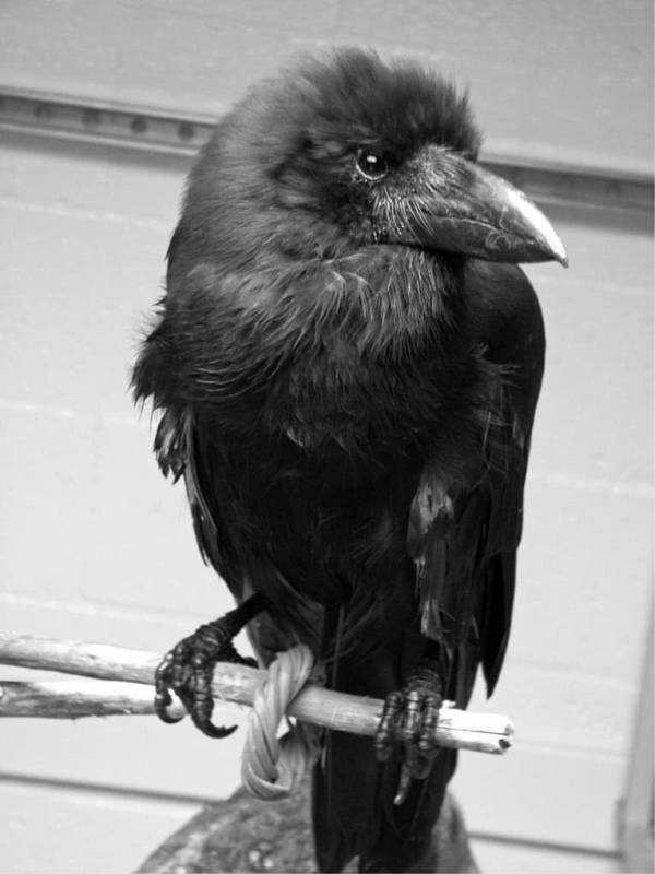 Иллюстрация к книге — Шестое вымирание [i_045.jpg]