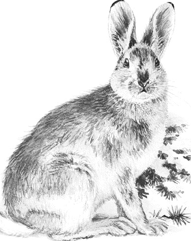 Иллюстрация к книге — Лесная сказка. С вопросами и ответами для почемучек [i_003.jpg]