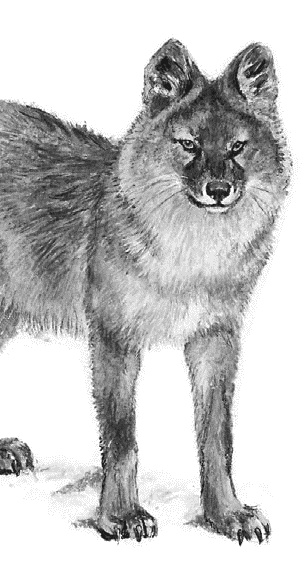 Иллюстрация к книге — Лесная сказка. С вопросами и ответами для почемучек [i_004.jpg]